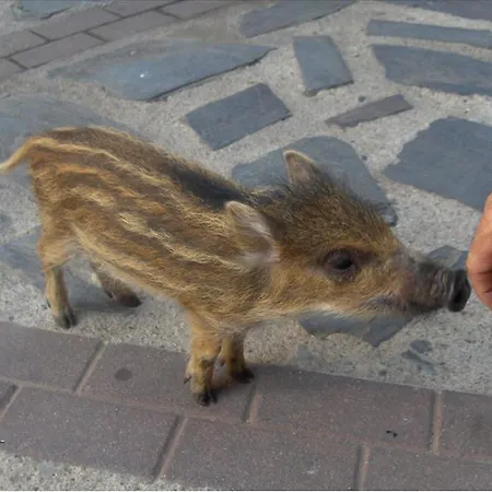 Rurales Azabal, Hurdes, Atr-cc-00260 Асабаль