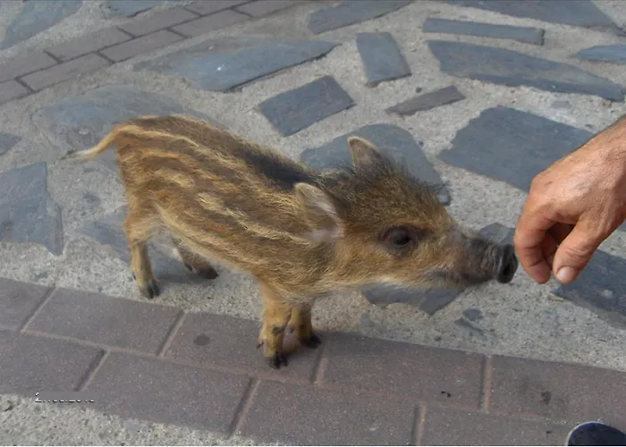 Rurales Azabal, Hurdes, Atr-cc-00260 Azabal